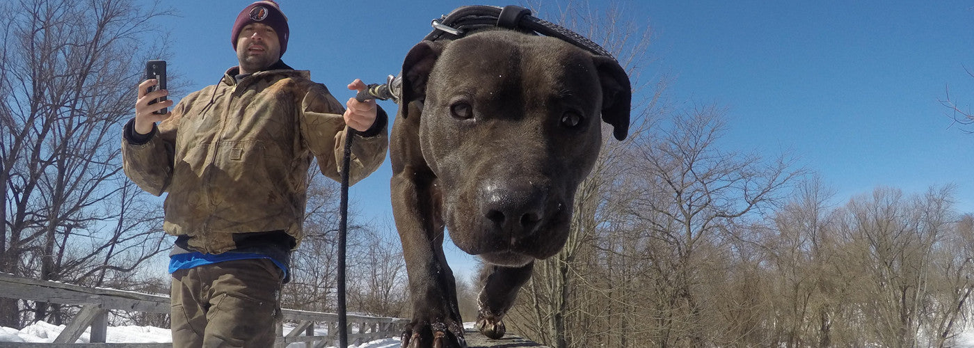 Boyles hotsell pitbull kennels