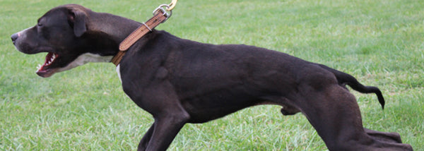 Common Training Issues and Mistakes - Canine Athletes