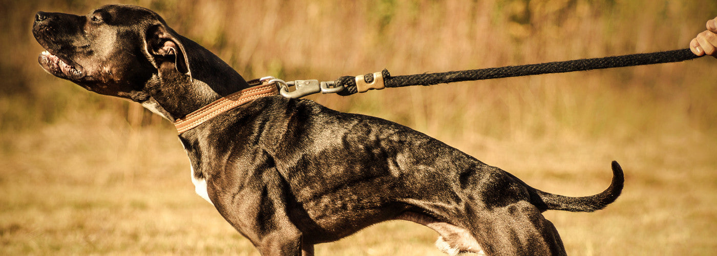 Homemade weighted clearance dog collar