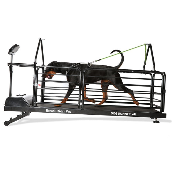 Dog runner for large dogs sale